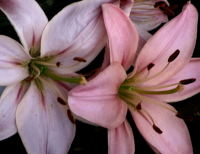 Lillies of late Spring