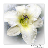 White Lily