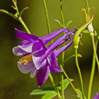 Columbine side ssm