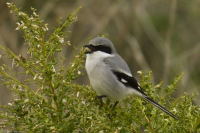 20110114_LoggerheadShrike_014 sm.jpg