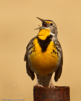 20110425_WYMeadowlark_8468