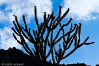 20110409_AZCactus_876-2