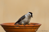 20110310_WBNuthatch_7018