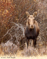 20111019_Moose_WiseRiver_11951-3