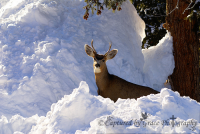 En 'Deer' ing Expression