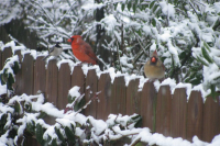 Cardinal Christmas-001