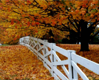 Virgiania Fall color with fence near Staunton Virginia