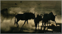 Blue Wildebeest kicking up dust