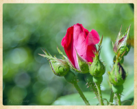 Flowers 2015 (7)