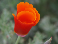 California Poppy