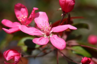 Pink Apple Blossom