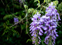 wisteria