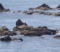 Sea Lions sm