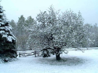 May 8th Snowy Apple Tree