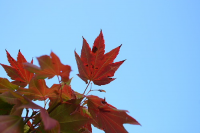 Fall Leaves