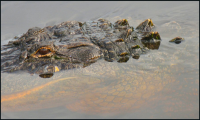 IMG_8253psp wally gator