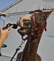 Horse bathFS-7857 rs