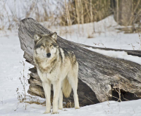 Gray Wolf-