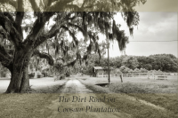 Dirt Road - Coosaw Plantation