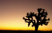 Sunrise on Mojave desert - Joshua tree