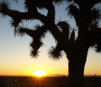 Sunrise Joshua tree - Mojave desert