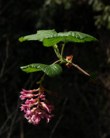 Spring light on flower