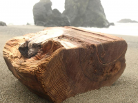 Driftwood on Goat Rock Sonoma Coast beach