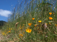 California golden poppies at Point Reyes National Seashore