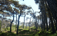 Mendocino coastline forest