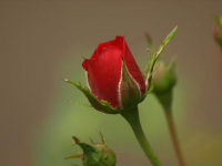 Minature rose