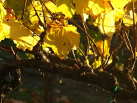 Vine Gold in Sebastopol