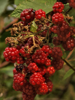 Red black berries