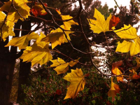 Leaves of Gold at park