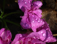 Lavender and rain drops