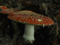 Mushrooms rising