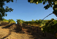 Sonoma county vineyard