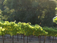 Sonoma county vineyard