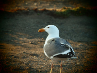 Resident at Bodega Head, Sonoma county coastline