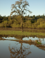 Oak tree reflection on Laguna de Santa Rosa