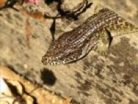 alligator lizard