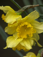 Daffodils