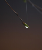 Birch bud, rain and web