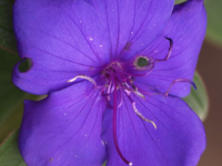 Lavender flower before a shower