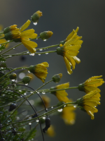 Daisies after a rain