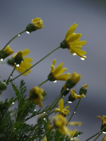 Daisies after a rain