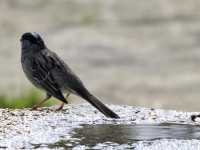 White Crowned Sparrow on fountain