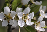 Apple Blossoms