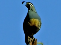 California Quail in Sonoma County vineyard