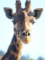 Safari West resident